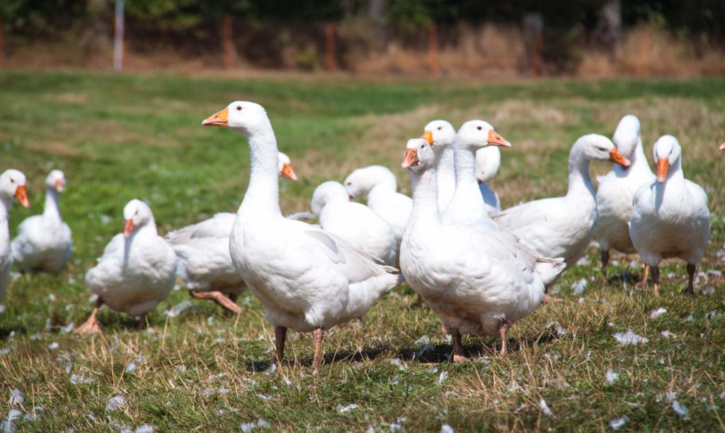 Freilandgänse auf der Weide